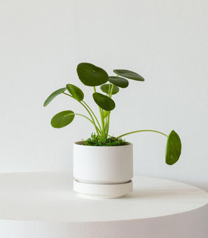 w indoor plants small 2 0.jpg
