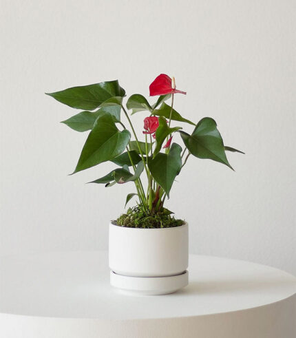 w indoor plants small 4 0.jpg