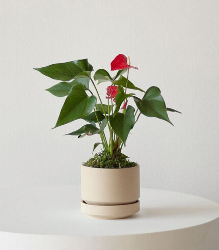 w indoor plants small 4 2.jpg
