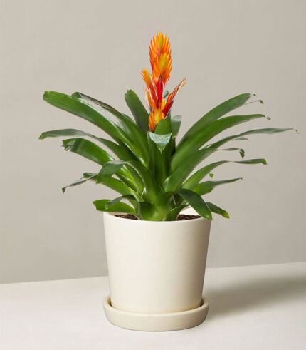 w indoor plants small 5 0.jpg