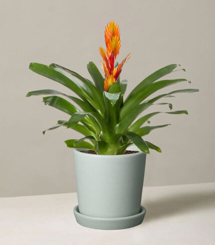 w indoor plants small 5 2.jpg