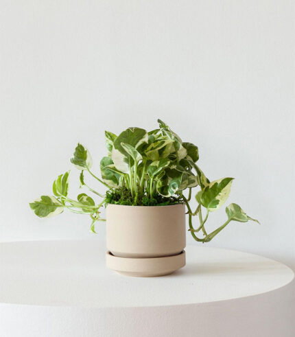 w indoor plants small 9 2.jpg