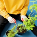 w ps categorie plant care opt