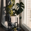 w ps categorie plants opt